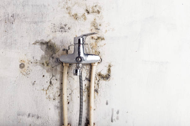 Best Toxic Mold Removal  in Intercourse, PA