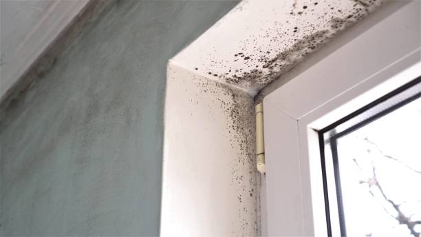 Trusted Intercourse, PA Mold Removal Experts