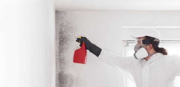 Best Mold Damage Repair  in Intercourse, PA