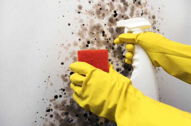 Best Professional Mold Removal  in Intercourse, PA