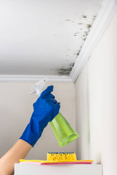 Best Mold Damage Repair  in Intercourse, PA